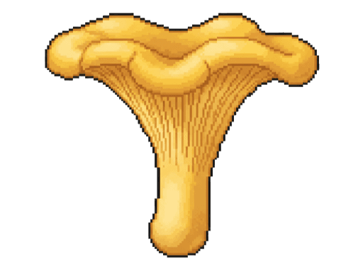 Pacific Chanterelle