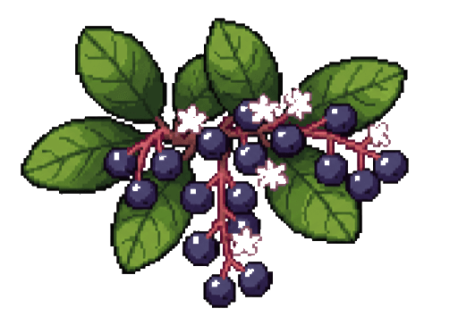 Salal Berry